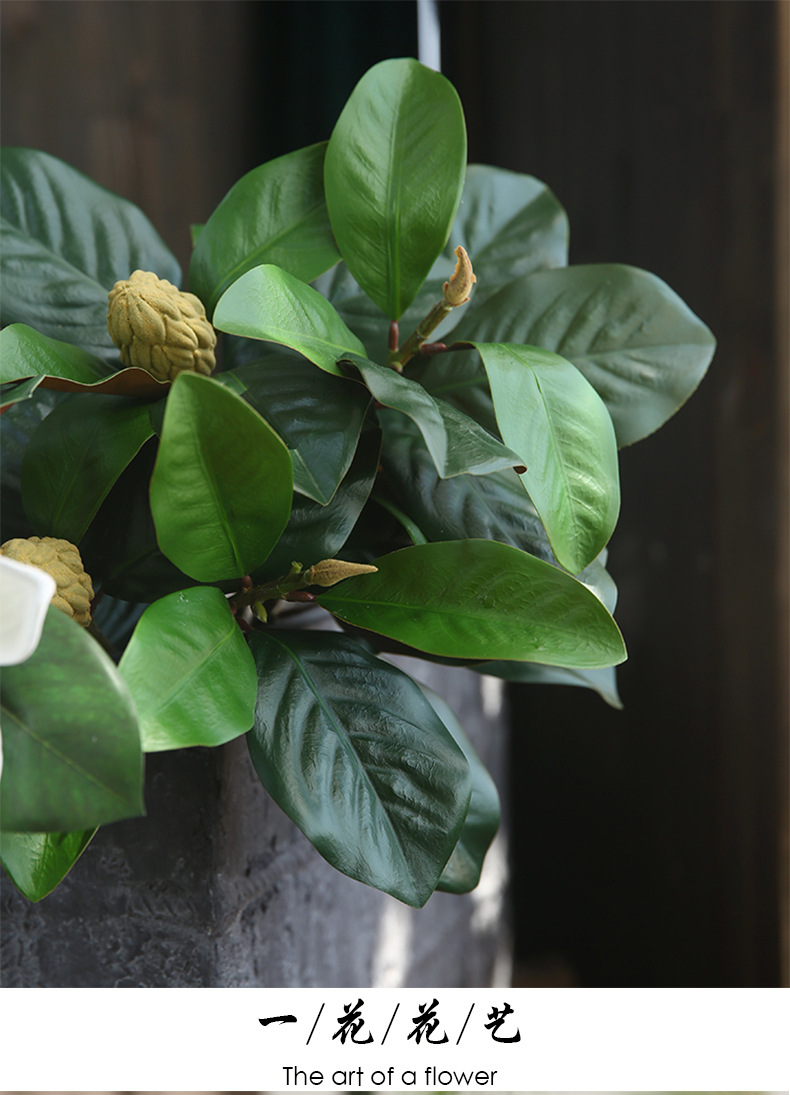 1玉兰叶_15.jpg