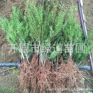 ���l�����t��ɼ����С�^�e�����ͼt��ɼ���ͺ��|���t��ɼ����