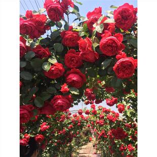 Four-Season Flowering Climbing Rose Seedlings Double-Petaled Mother Seedlings Large Seedlings Climbing Rose Extra-Large Flower Climbing Plant Potted Plant