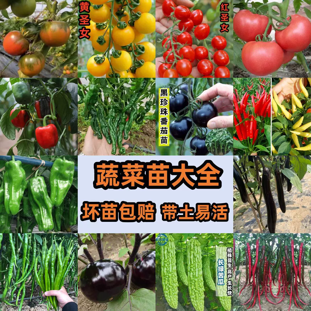 Рассада овощей, горшечные растения для балкона, высокоурожайные помидоры-черри, помидоры, перцы, баклажаны, рассада огурцов с почвой.