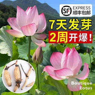 �^�p�ɻ�����ˮ�Bɏź��Nź������˯ɏˮ��ֲ���ļ��_���ܺ��B��