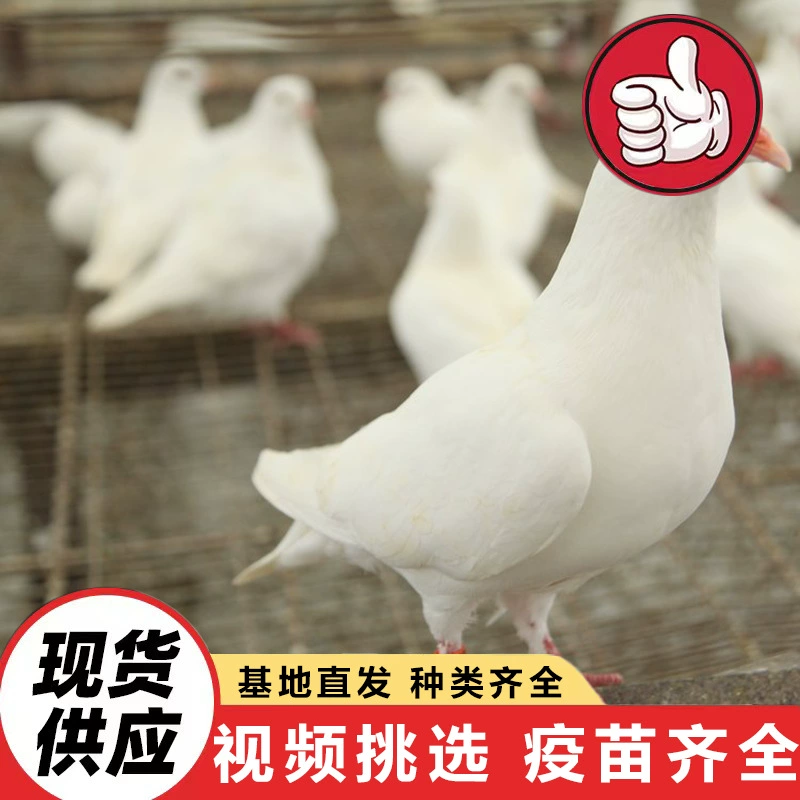 Оптовая цена на большие медные птичьи кладки для сада, декоративных мест, площадей; продажа искусственных голубей.