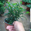 Sell potted fresh -aromatic wood to absorb formaldehyde to release aroma, indoor purification air indoor green plant flowers