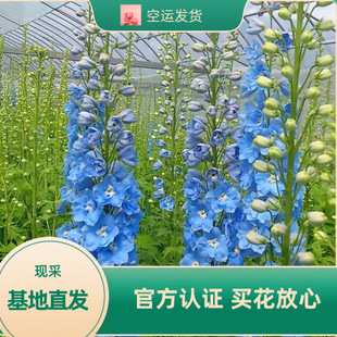 Yunnan Kunming Straight Hair Big Flying Swallow Flowers Pink Small Fresh Big Branch Family Flower Shop with Flower Water to Grow Fresh Cut Bouquet