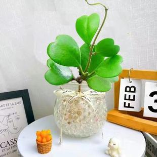 Hanging Heart-Leaf Pothos Hydroponic Plant, Heart-Leaf Ball Orchid Succulent Plant, Creative Indoor Green Plant Flower Potted Plant
