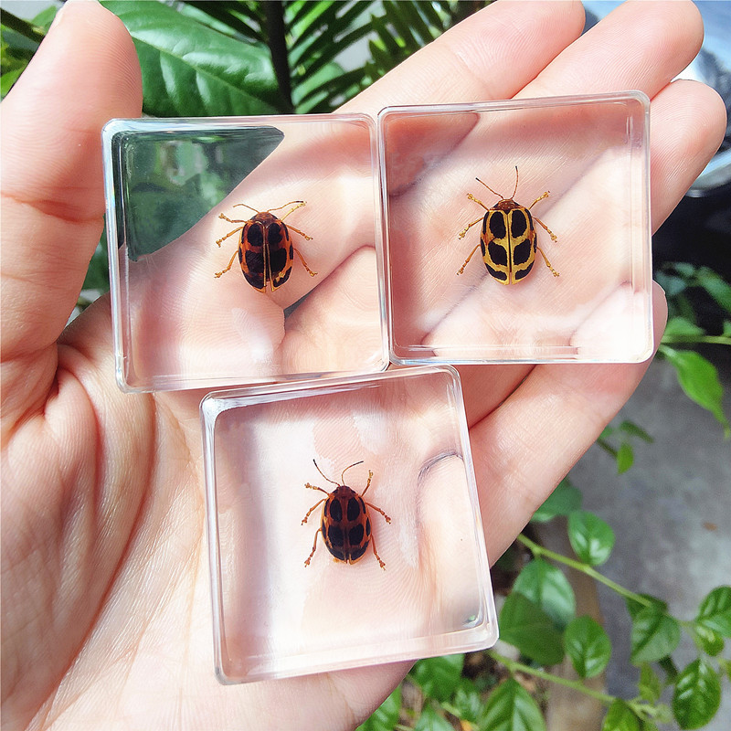 흰색 팔각형 반딧불이 40%