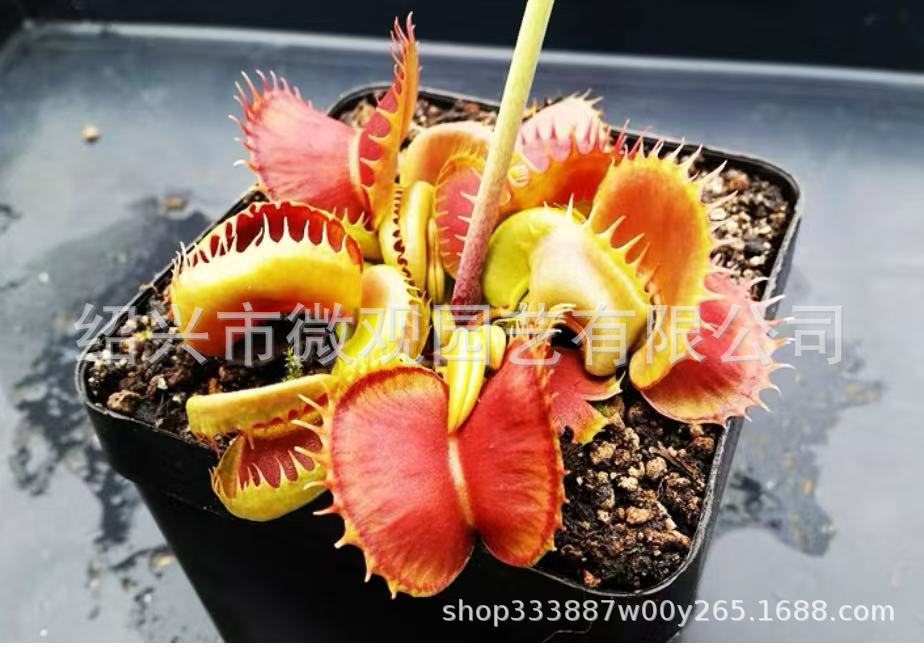 Clipe Bloody Nurse Flytrap 0,5-1cm
