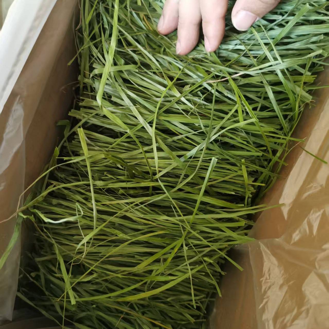 岷草优头茬烘干提摩西草草段兔兔干草兔草荷兰猪龙猫主粮跨境包邮