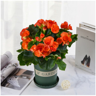 ���������Ԏ��������ļ��_���҃��̨���B�Gֲ�ذ�õ�庣�İ��]