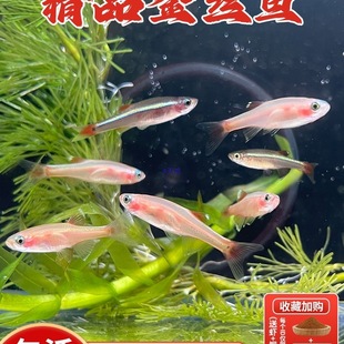 ��녽�z��ˮ�~���Bƿ�S����z�~���wԭ���ײ��Ӝص�ˮ������w