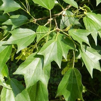 绿化风景树三角枫三角槭绿色系园林绿化工程乔木苗植物树苗彩叶树