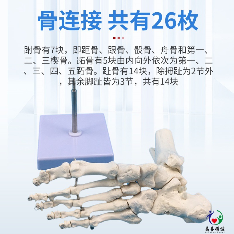 1:1足関節モデル足骨足関節自然大足骨足骨足骨解剖構造モデル