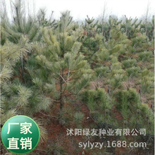 绿化草籽公司老店 批发松柏籽 油松新种子 林木树种松树马尾松种