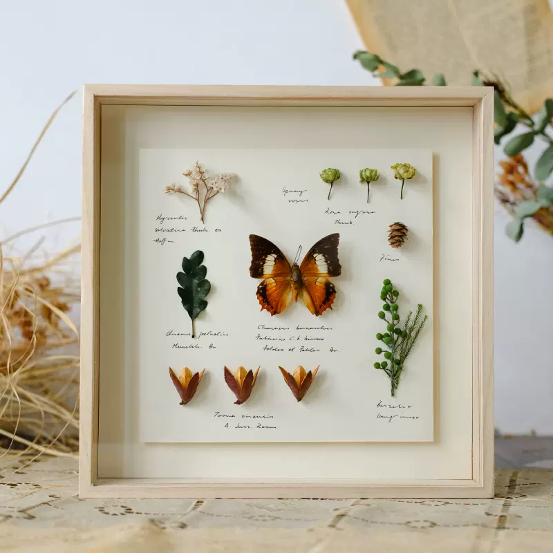干花永生花相框礼物植物标本昆虫蝴蝶动物标本装饰挂画摆件玻璃盒