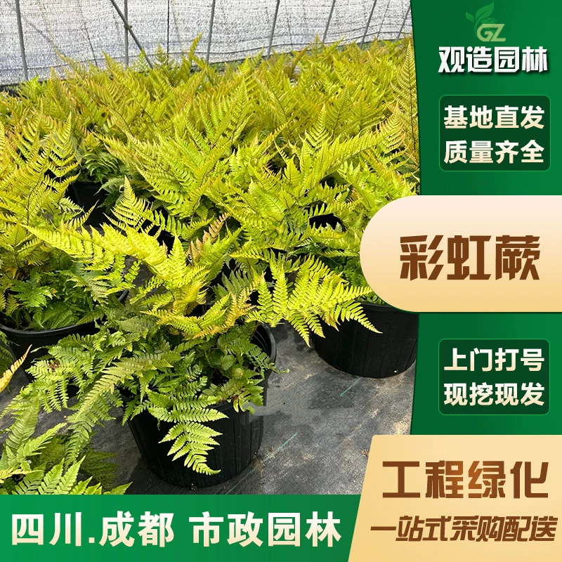 Радужные папоротники, рассада, Сычуаньский ландшафтный дизайн, двор, сад, горшечные растения, многолетник, почвопокровное растение, цветок, зеркальное лиственное растение