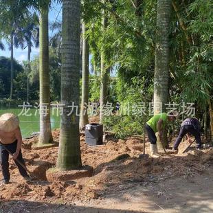 Street Tree King Coconut Fujian King Coconut Base Wholesale Various Palm Plants Foxtail Coconut