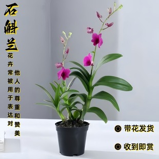 ʯ���m�������ļ��_�����B�׻���L���ܻ��玧�����҃Ⱥÿ�����