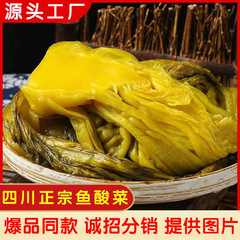 四川贵州正宗鱼酸菜老坛酸菜下饭酸菜鱼400g大袋装批发商用家用