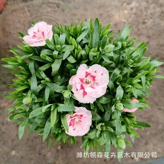康乃馨盆栽带花苞花苗 公园花海绿化工程四季开花康乃馨花苗基地