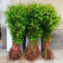 ˮɼ��ˮɼ�����С��ͥԺ�e����·�G���е��L�����ϱ������ɷNֲ