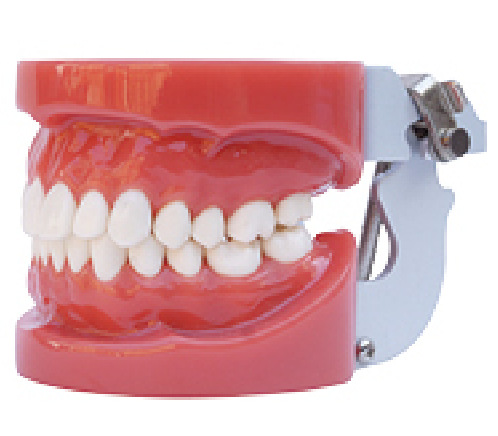 标准牙齿模型28颗硬牙龈  假牙模型|ms