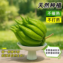 ���ָ�ˮ�����r��֦�^�p�҃ȾGֲ���幩ʳ�÷��ֹ���Ȼ��޹����