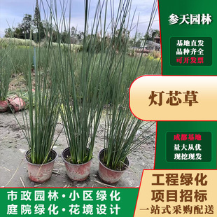 �F���Ĵ��ؑc��о��15�ڷ���о��20�ڷ���о��25�ڷ���о��30�ڷ�