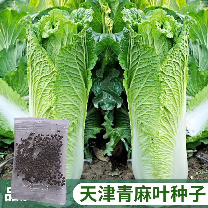 天津青麻叶菜种子绿青口大白菜种籽青麻叶高产秋季菜籽四季蔬菜