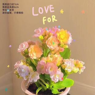 �ʺ����L�ۻ��_����ʻ�ɫ�������_������ֲ���̨�Gֲ��������
