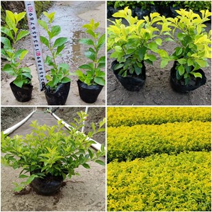 �~�S��÷�S�B�N�������l ɫ�KС����