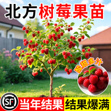树莓苗盆栽果树苗双季覆盆子地栽南方北方四季种植当年结果红树莓