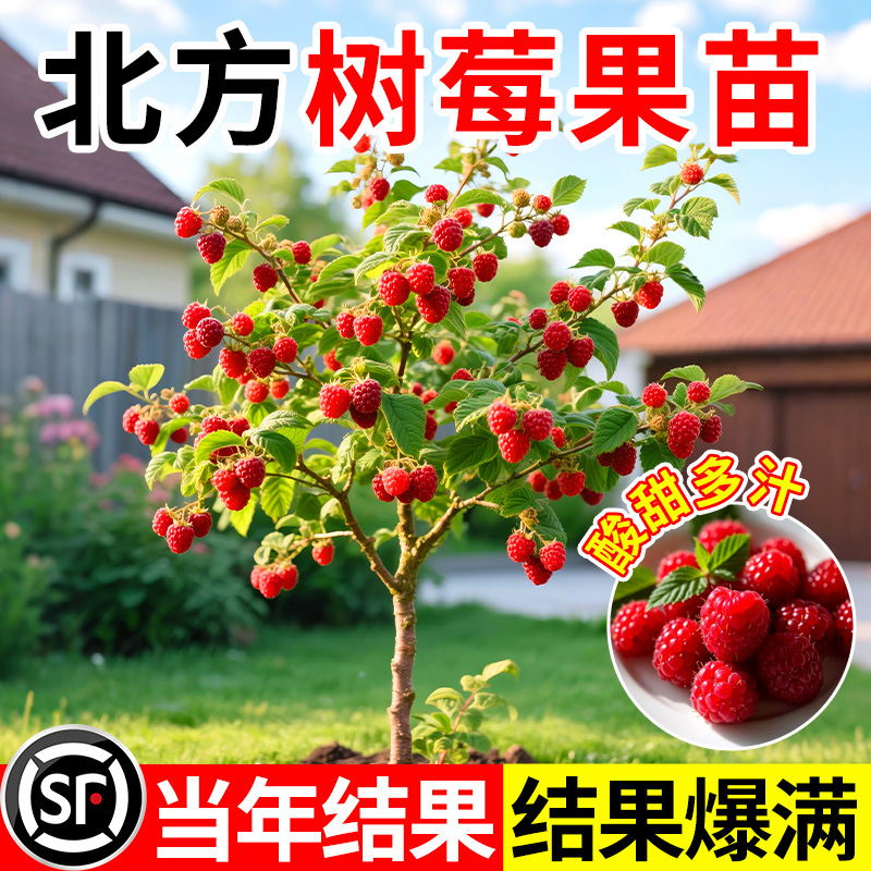 树莓苗盆栽果树苗双季覆盆子地栽南方北方四季种植当年结果红树莓
