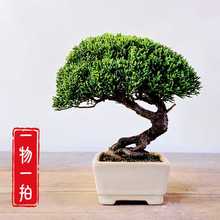 日本济州真柏小品盆景纪州高档盆栽办公阳台室内茶台批发