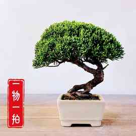 日本济州真柏小品盆景纪州高档盆栽办公阳台室内茶台批发