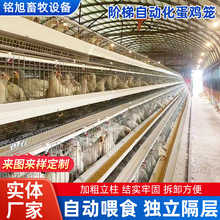 蛋鸡养殖自动化设备阶梯式蛋鸡笼规模养殖场清粪集蛋养鸡笼肉鸡笼