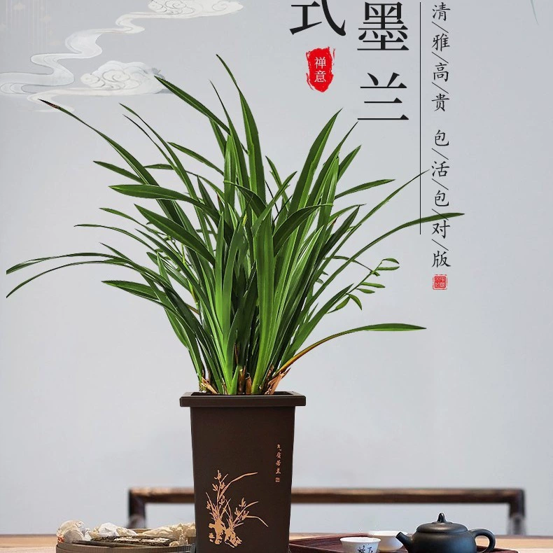 Рассада орхидей: чернильная орхидея, весенняя орхидея, орхидея цимбидиум, четырехсезонная орхидея, холодная орхидея, офисное зеленое растение без метанола, рассада чернильной орхидеи в горшках.