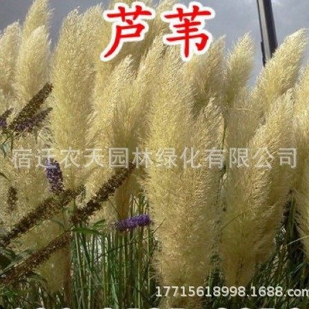 Wholesale Kochia Seeds, Red Kochia, Green Kochia Seeds, Broom Seedlings, Landscape Flower Sea, Courtyard Grass Flower Seeds