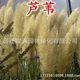 Wholesale Kochia Seeds, Red Kochia, Green Kochia Seeds, Broom Seedlings, Landscape Flower Sea, Courtyard Grass Flower Seeds