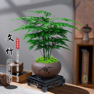 Asparagus Potted Elegant Florals and Green Plants Office Tea Table Bonsai Indoor Easy to Maintain Air Purifying Evergreen Plants All Year Round
