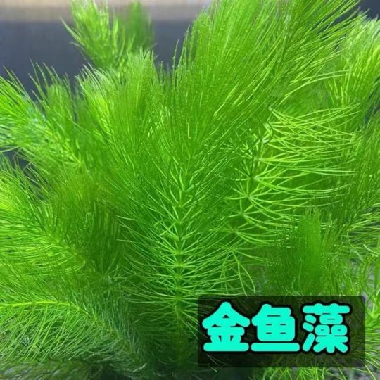 Aquatic Plants for Aquarium Landscaping, Real Water Plants for Lazy People, No Need for Water Plant Mud, Easy to Maintain, Suitable for Tropical Fish, Wholesale and Dropshipping