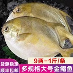 深海金鲳鱼大号鲳鱼新鲜冷冻银鲳白鲳冰鲜活水产批发顺丰冷链包邮