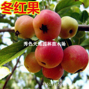 �ͺ�����ɳ���u�Ĺ�С�O�����纣�Ĺ����t���䶬�t�����ϱ����Nֲ