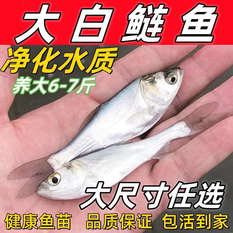 Extra Large White Silver Carp Fry, Silver Carp, Bighead Carp, White Silver Carp, Fresh Cultured Water, Silver Carp, Jumping Silver Carp, Silver Carp, Freshwater Culture, Guaranteed Live and Loss Prevention
