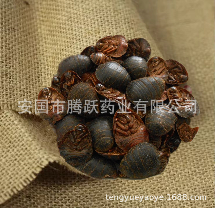 Dried Ground Beetle Tu Bie Chong 土鳖虫 Eupolyphaga Whole Insect Raw TCM Herb 500g quality and texture