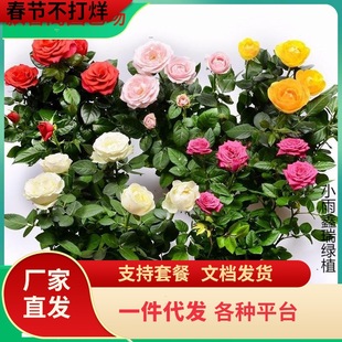 һ�����l����õ�廨�����¼��҃��̨�͏d�ļ��_���Gֲ�����辰��