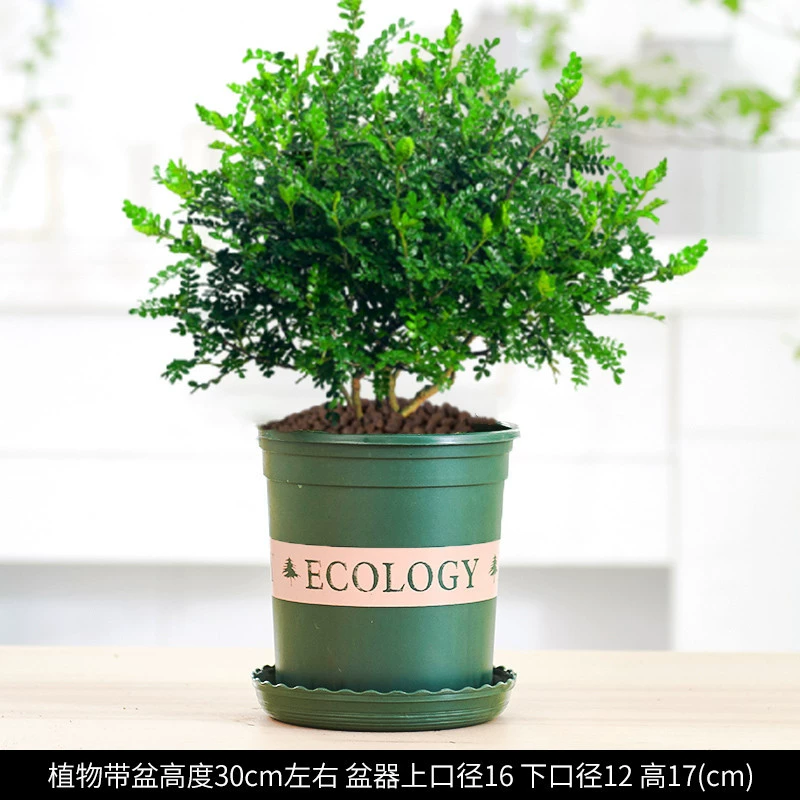 Средство от комаров в горшке Кларион Аромат Перца Растение Комнатные цветы Мури Бонсай Очищающий воздух Зеленые растения