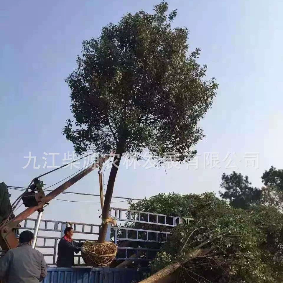 [Полные характеристики] Камфорное дерево 13cm Камфора 21cm Камфорное дерево 28cm Камфорное дерево 35cm