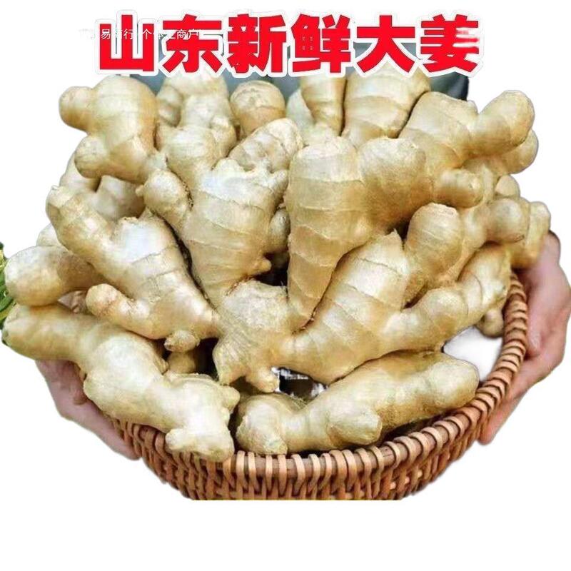山东大黄姜新鲜蔬菜水洗风干生姜家用饭店食堂理疗包邮批发零售】|undefined