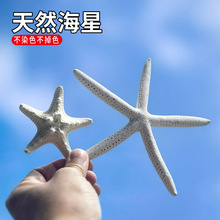天然海螺贝壳大号拇指海星标本地中海家居地台墙贴装饰品收藏摆件