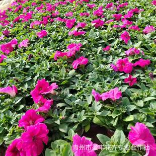 ��Ҏ���R���ԕr���������l����ţ�̶��Ѳʻ��ѕr���ݻ����c����